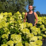 Hortenzia metlinatá (Hydrangea paniculata) ´PASTEL GREEN´® - výška 20-40 cm, kont. C2L